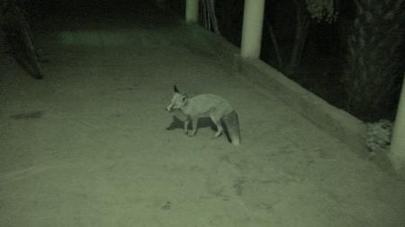 the fox